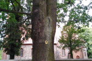 Radtour Ladeburg: Baum Denkmalschutz am Kirchplatz