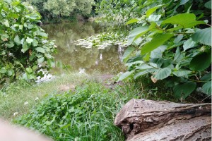 Radtour Ladeburg:  Dorfteich (Nähe Schäferpfuhl)