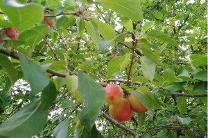 Radtour Ladeburg: Wiese Schmetzdorfer Straße