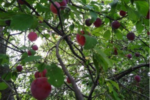 Radtour Ladeburg: Wiese Schmetzdorfer Straße