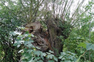 Radtour Ladeburg: Baumstumpf entlang Schmetzdorfer Straße
