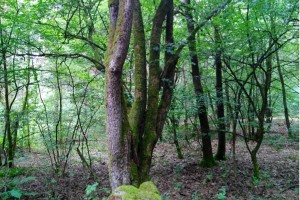Wanderung Nähe Lager Koralle: Baumlichtung