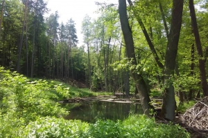 20170605-badfreienwalde-ahrendskehle (4)