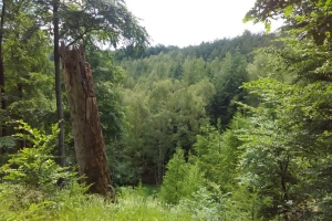 20170605-badfreienwalde-ahrendskehle (6)