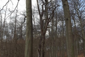 2016-04_hellmuehler_rundweg_(15)