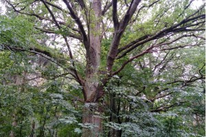 Wanderung Nähe Lager Koralle: Alter, kräftiger Baum