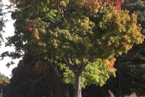 schorfheide_1