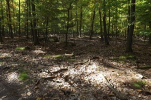 schorfheide_15