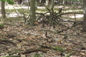 schorfheide_16