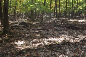schorfheide_17