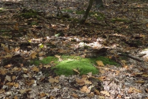 schorfheide_18