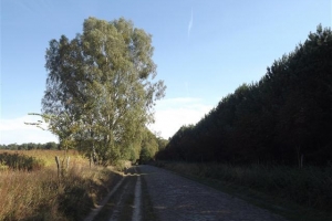 schorfheide_22