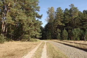 schorfheide_7