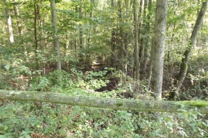 schorfheide_9
