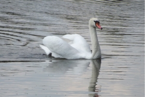 201605-mol-hennickendorf_(158)