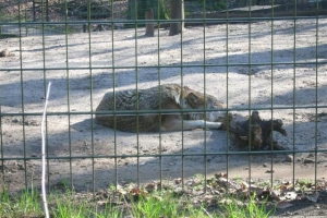 zoo_eberswalde_2007_3