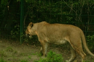 zoo_eberswalde_2008_06