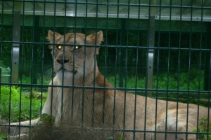 zoo_eberswalde_2008_07