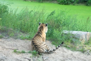 zoo_eberswalde_2008_11