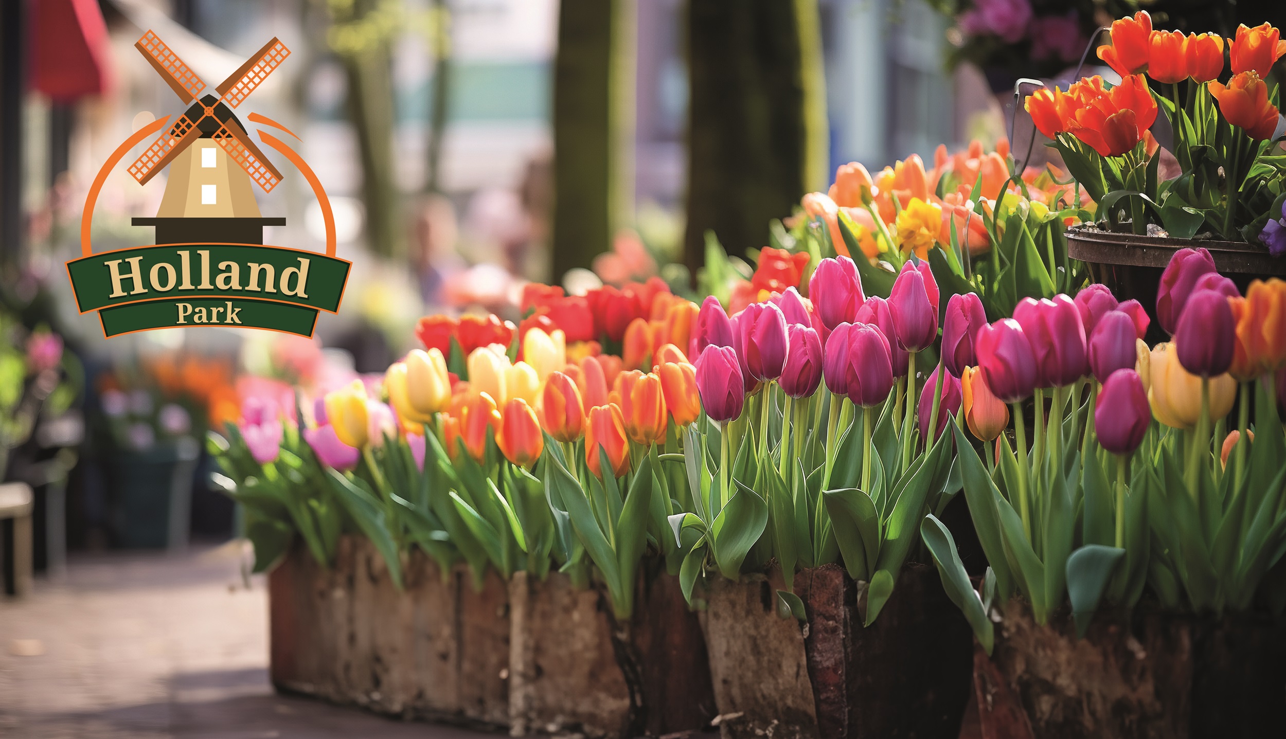 Tulpenmarkt im Holland-Park (Schwanebeck)